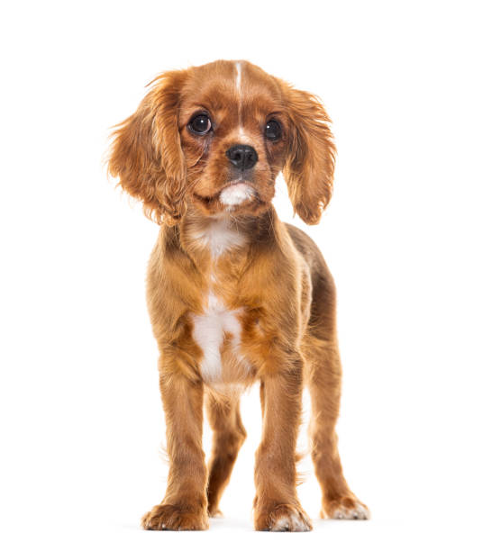 istock Puppy Cavalier King Charles Spaniel, 14 weeks old, Isolated on white 1680509543