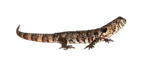 istock Portrait side view of a Chinese crocodile lizard, shinisaurus crocodilurus, isolated on white 1680509549