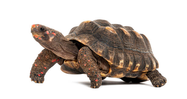 istock Profile of a red-footed tortoise walking away, Chelonoidis carbonarius, isolated on white 1680509576