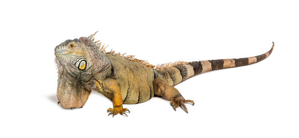 istock Green iguana, Iguana iguana, isolated on white 1680509594