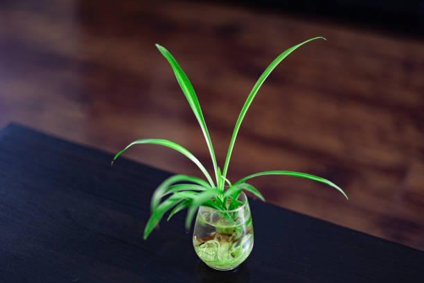 istock Beautiful plant in transparent pot on dark background 1680510184