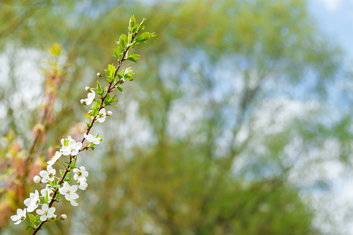 A branch of a flowering tree close-up. Close up of beautiful white flowers of a fruit tree against a blurred background on a sunny spring day, selective focus. Spring background with blossoming fruit tree.