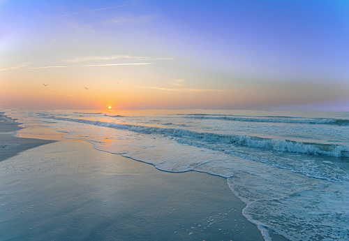 Beach Sunrise with Shore Birds-Hilton Head, South Carolina