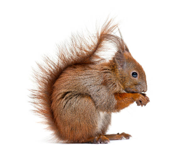 istock Side view of a Eurasian red squirrel looking at the camera, sciurus vulgaris, one year old, isolated on white 1680513939