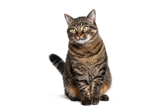 istock Sitting Tabby crossbreed cat looking away, isolated on white 1680514526