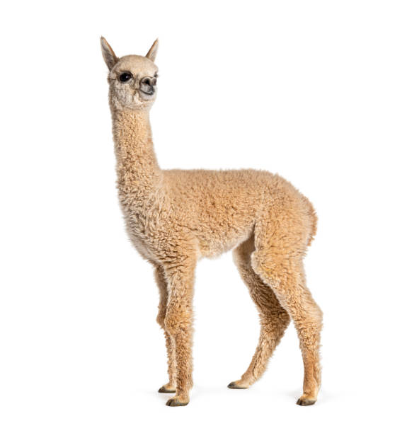 istock Light fawn young alpaca, eight months old - Lama pacos, isolated on white 1680516254