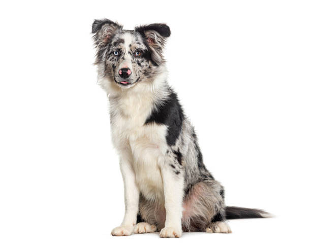 istock Blue merle puppy australian shepherd sitting looking at the camera, isolated on white 1680516799