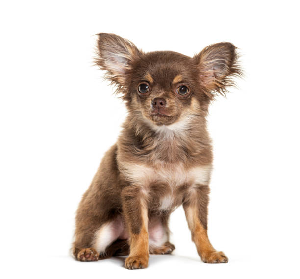 istock Sitting chihuahua with big ears, isolated on white 1680518042