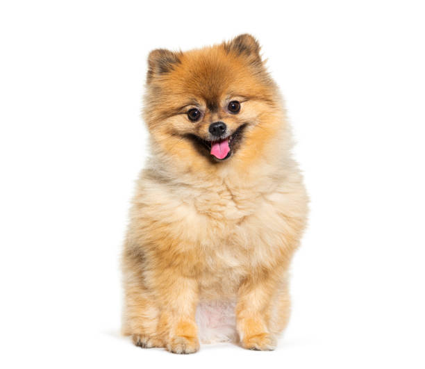 istock Happy Pomeranian panting, looking at the camera, isolated on white 1680519011