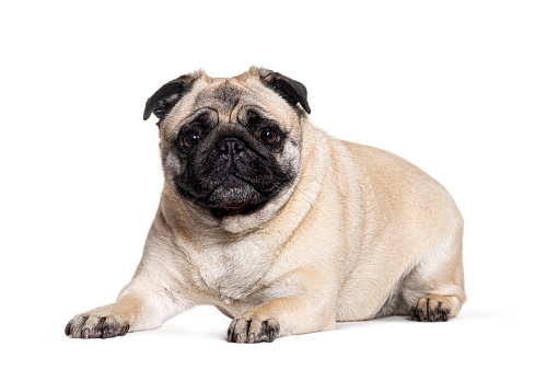 Pug lying down looking at the camera, isolated on white