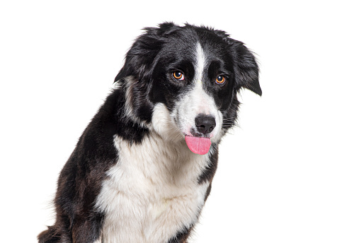 Head shot of a Border collie making a face, sticking the tongue out, isolated on white