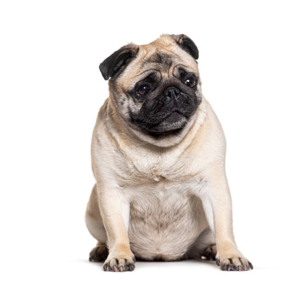 istock sitting Pug looking away, isolated on white 1680519567