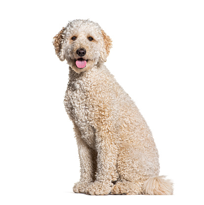 Goldendooodle dog,  crossbreeding between a Golden Retriever and a Poodle, panting, isolated on white