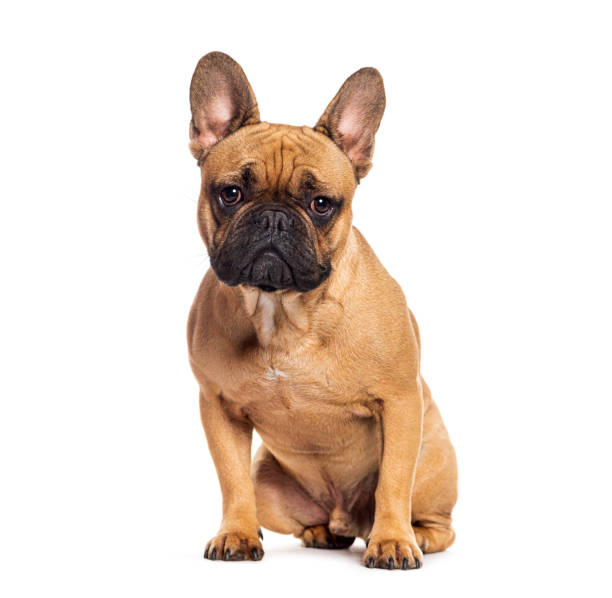 istock Sit French bulldog looking at camera, isolated on white 1680520713