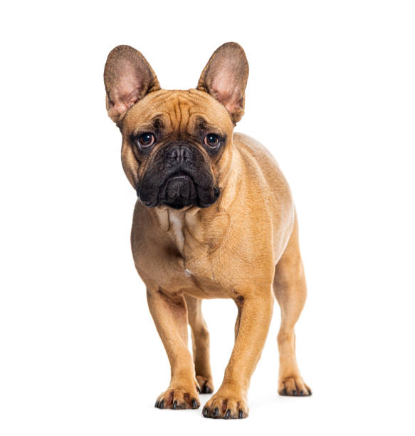 istock standing French bulldog looking at camera, isolated on white 1680520716