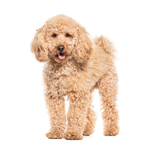 istock Panting Poodle looking at the camera, isolated on white 1680521289