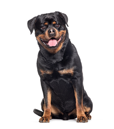 Mongrel sitting and panting, looking at camera, Crossbreed with a Rottweiler, isolated on white