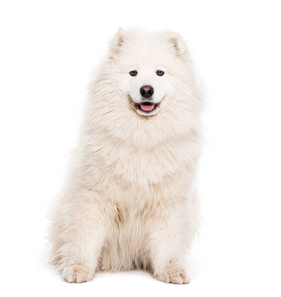 istock Samoyed dog panting and looking at the camera, isolated on white 1680521834