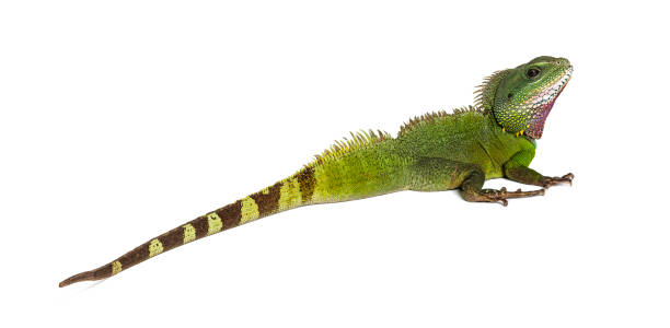 istock Back view of a Chinese water dragon looking back at the camera, Physignathus cocincinus 1680523044