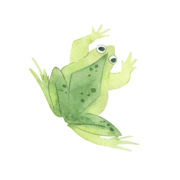istock Watercolor illustration of a funny frog. Cartoon frog 1680527652