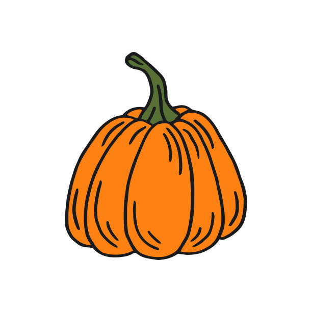 호박. 플랫 컬러 아이콘입니다. 추수 감사절 디자인. 가을 호박. - white backgrounds thanksgiving pumpkin stock illustrations