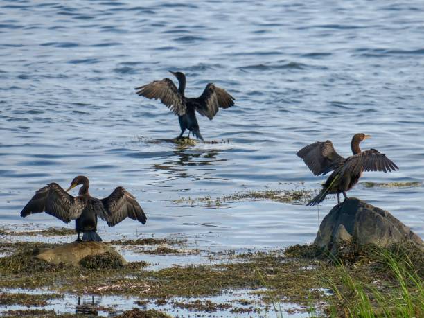 los cormoranes de doble cresta - cormorán moñudo fotografías e imágenes de stock