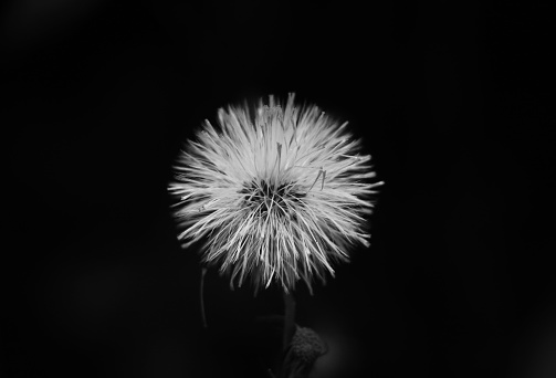 Beautiful black and white blow ball with fragile seeds. Close up of a fluffy, overblown dandelion head. Taraxacum officinale. Dark sad background with copy space.Taraxacum officinale, the dandelion.