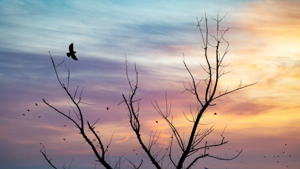 istock Raven flying on a dry tree at sunset 1680540729
