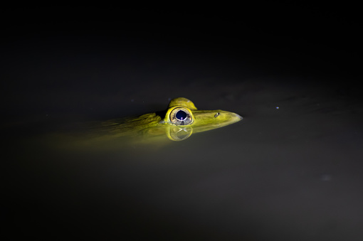 A Indian green frog floating on water of a pond in night.