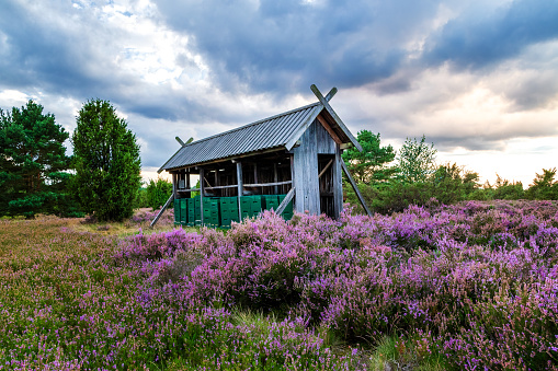 Apiary at Lüneburg heath at blooming season