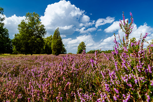Purple flowering Heath near Schnerverdingen