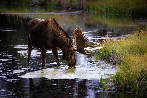 Grand Teton National Park - Moose