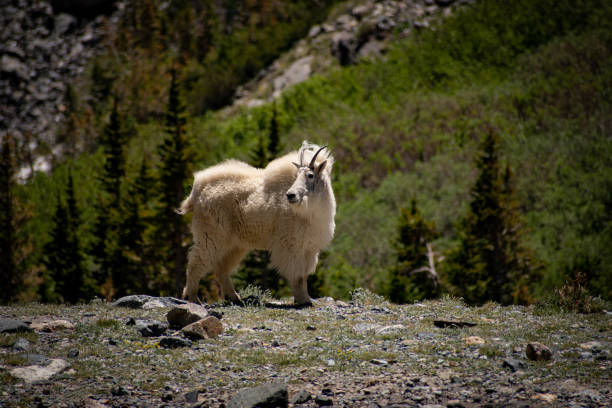 Mountain Goat stock photo