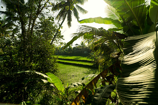 Beautiful cultivated rice fields in Bali, Indonesia.