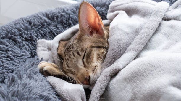 istock Oriental shorthair tabby kitten sleeping on the grey cat bed. 1680558979