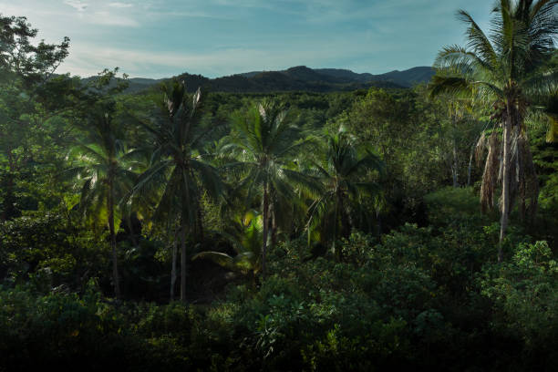 istock Set of palm trees at Philippines 1680566084