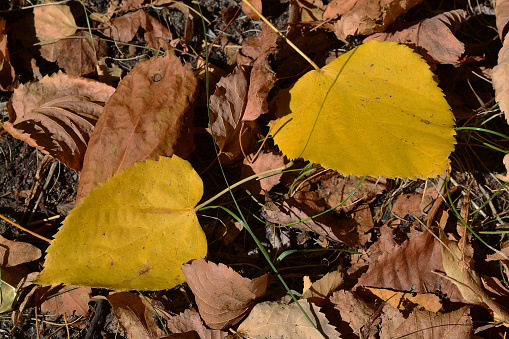 two yellow leaves lie on the ground