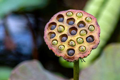 Close up shot of lotus seed head