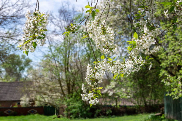 istock early spring, spring landscape. Beautiful nature with flowering willow branches and forest road against blue sky with clouds, soft focus. An Ode to Spring An Ode to Spring 1680578289