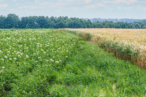 Potato flowers blooming in field