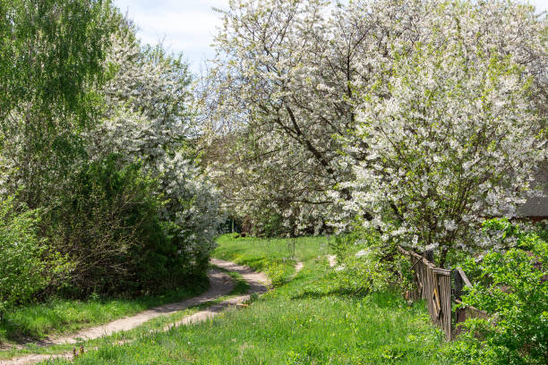 istock cherry tree in spring.
early spring, spring landscape. Beautiful nature with cherry branches in bloom 1680578838