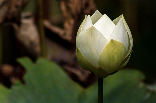 Close up shot of white lotus flower bud