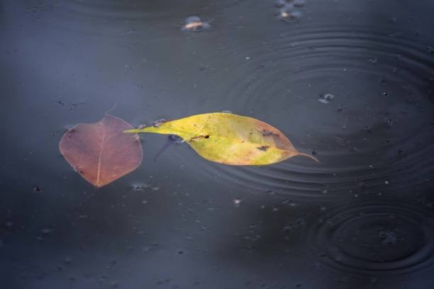 istock autumn leaves fallen on water 1680579453