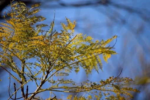 yellowed leaves of a jacaranda