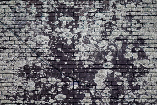 Old black slate roof with lichen