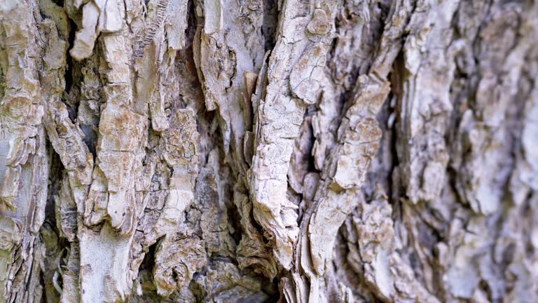 Close up, Brown Bark of an Old Dry Tree with Crawling Ants