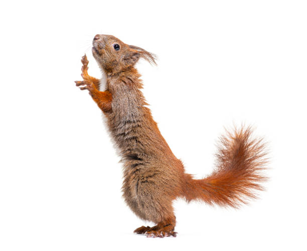 istock Side view of a Eurasian red squirrel on hind legs looking up, sciurus vulgaris, isolated on white 1680597905