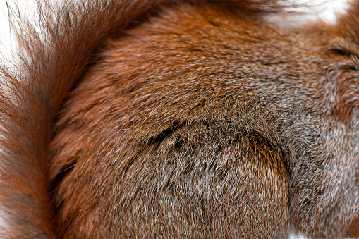 Close-up of a Eurasian red squirrel fur, sciurus vulgaris, one year old, isolated on white