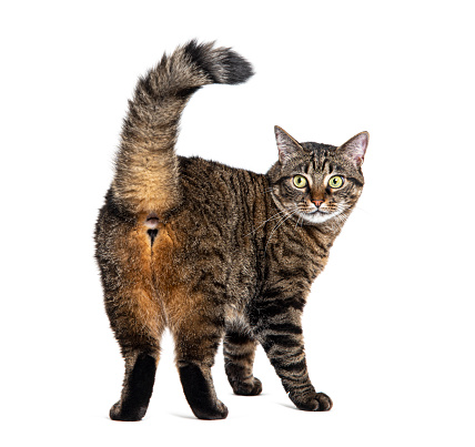 Rear view of a Tabby striped crossbreed cat looking at he camera, isolated on white