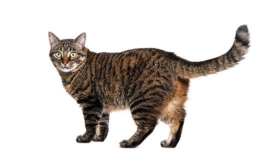 Rear and side view of a Tabby crossbreed cat looking back at the camera, isolated on white
